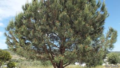 Pinus pinea