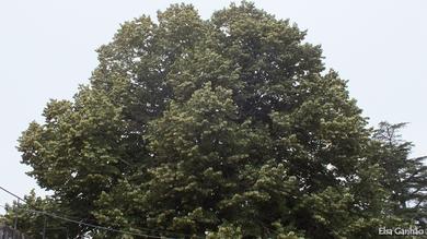 Tilia tomentosa