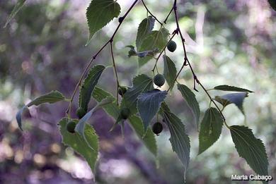 Celtis australis