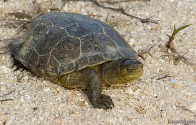 Mauremys leprosa