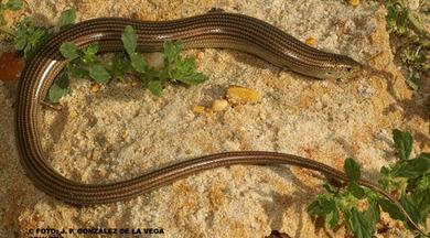 Chalcides striatus 