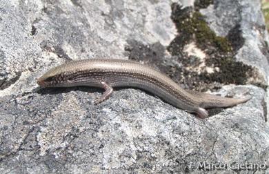 Chalcides bedriagai 