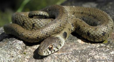 Natrix astreptophora