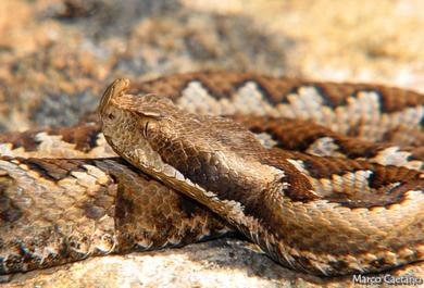 Vipera latastei 