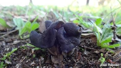 Helvella lacunosa