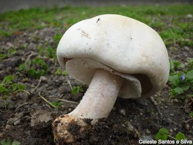 Agaricus arvensis