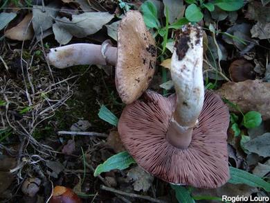 Agaricus porphyrizon