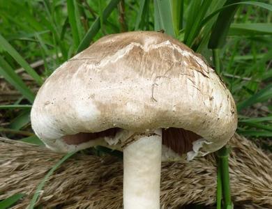 Agaricus xanthodermus