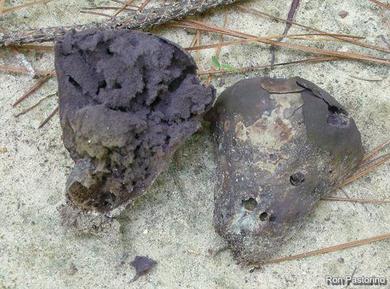 Calvatia cyathiformis