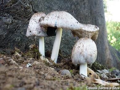 Coprinus alopecia