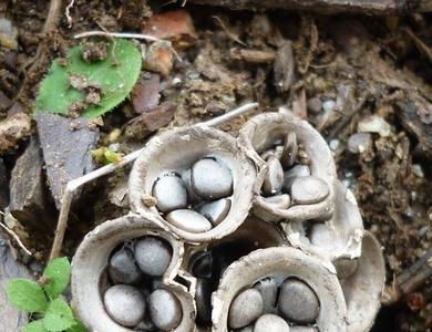 Cyathus olla