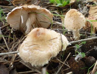 Lepiota clypeolaria