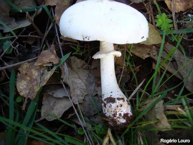 Leucoagaricus leucothites
