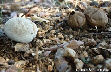 Lycoperdon dermoxanthum