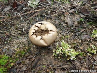 Lycoperdon excipuliforme