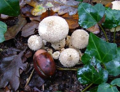 Lycoperdon perlatum