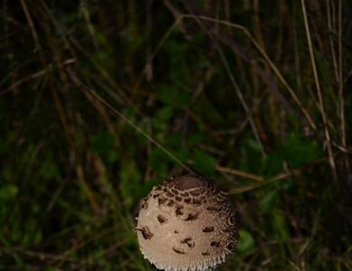 Macrolepiota procera
