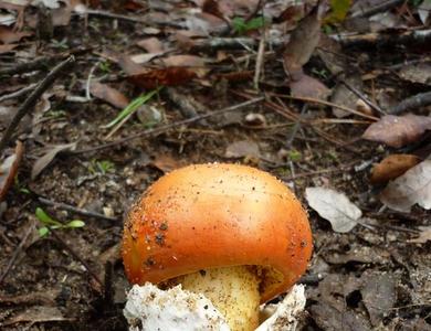 Amanita caesarea