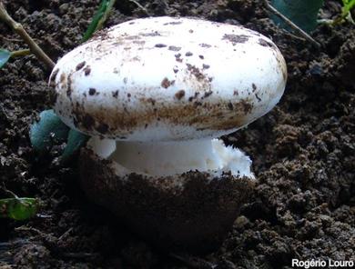 Amanita curtipes