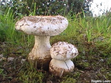 Amanita gracilior