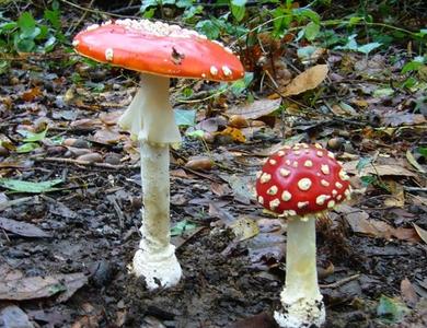 Amanita muscaria