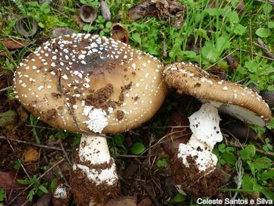 Amanita pantherina