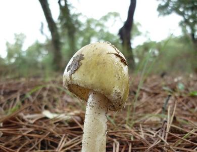 Amanita phalloides
