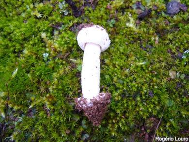 Amanita torrendii