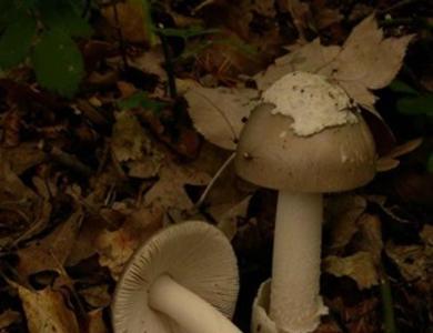 Amanita vaginata