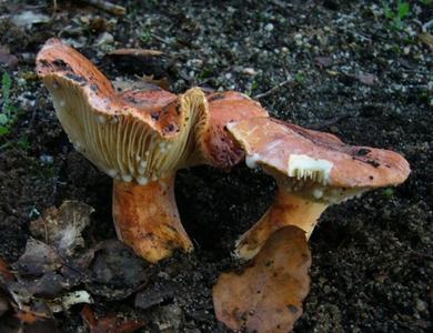 Lactifluus rugatus
