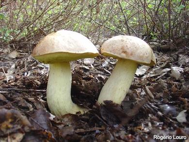 Leccinellum lepidum