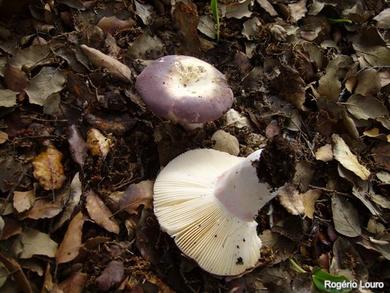 Russula amoenicolor