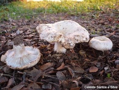 Russula chloroides