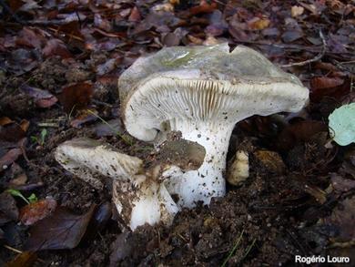 Russula cyanoxantha