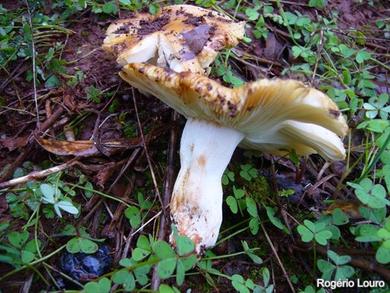 Russula foetens