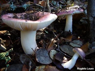 Russula fragilis