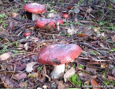 Russula graveolens
