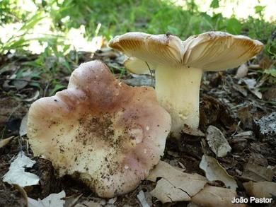 Russula vesca