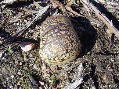 Pisolithus arhizus
