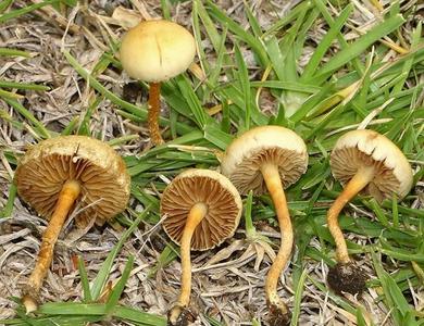 Agrocybe pediades