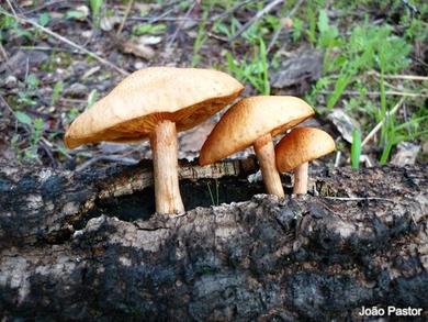 Gymnopilus suberis
