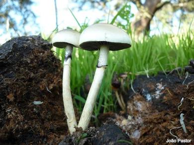Protostropharia semiglobata