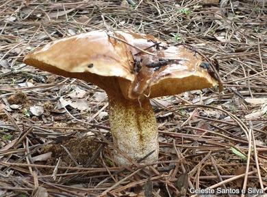 Suillus bellinii
