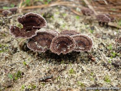 Thelephora caryophyllea