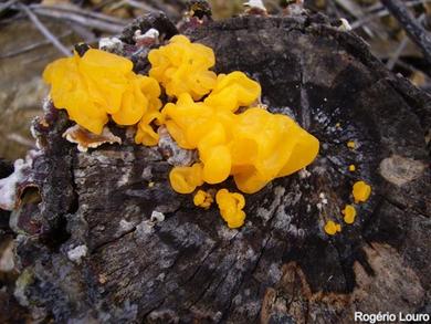 Tremella aurantia