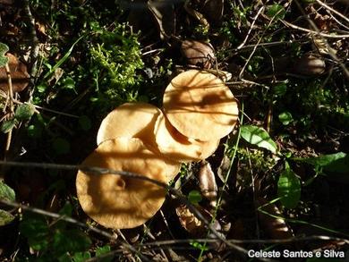 Clitocybe gibba