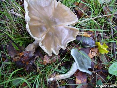 Clitocybe odora