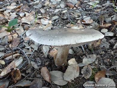 Tricholoma saponaceum