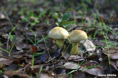 Tricholoma sulphureum